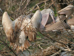 صورة Pelecanus philippensis Gmelin & JF 1789