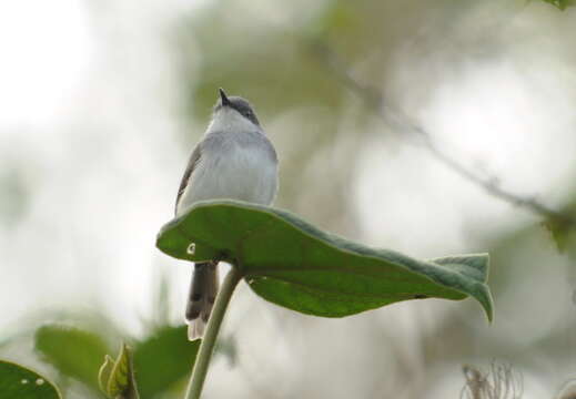 Image of Grey-breasted Prinia