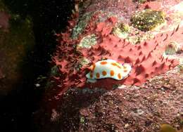 Image of Goniobranchus tasmaniensis (Bergh 1905)