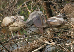 Image of Grey Pelican