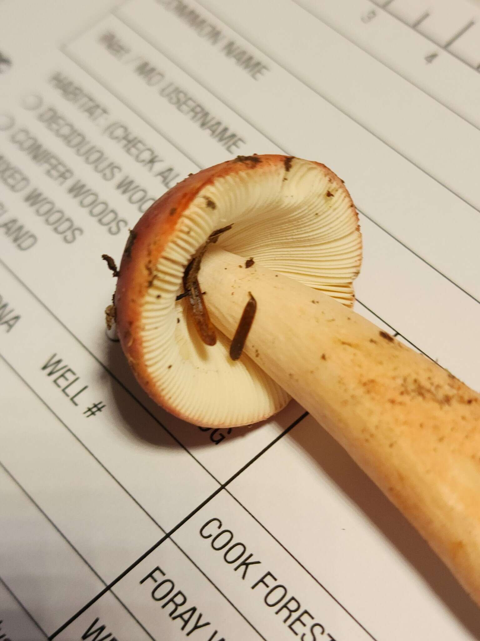 Image of Russula peckii Singer 1943