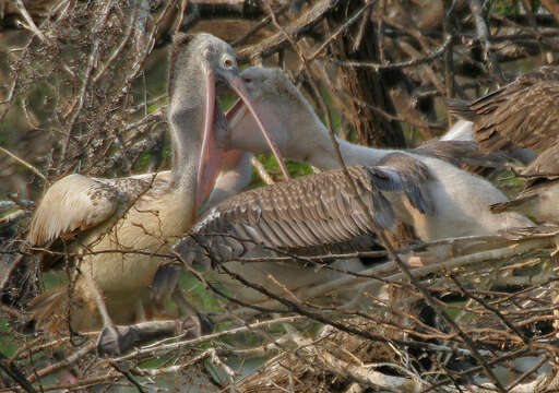 Image of Grey Pelican