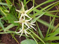 Image of Orthanthera jasminiflora (Decne.) Schinz