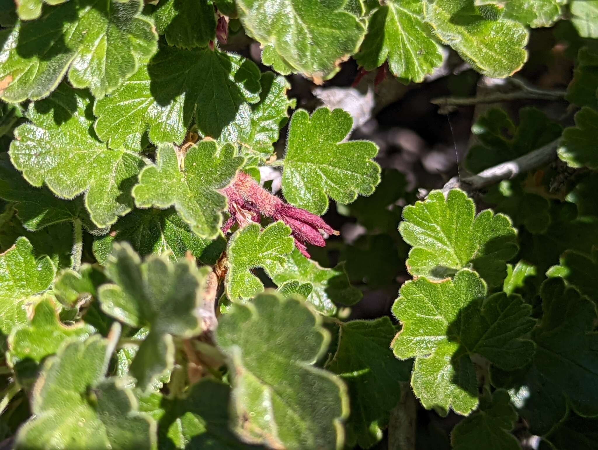 Слика од Ribes roezlii var. roezlii