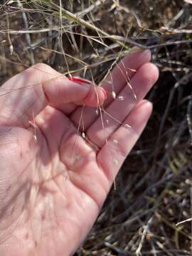 Digitaria pubiflora (Vasey) Wipff resmi