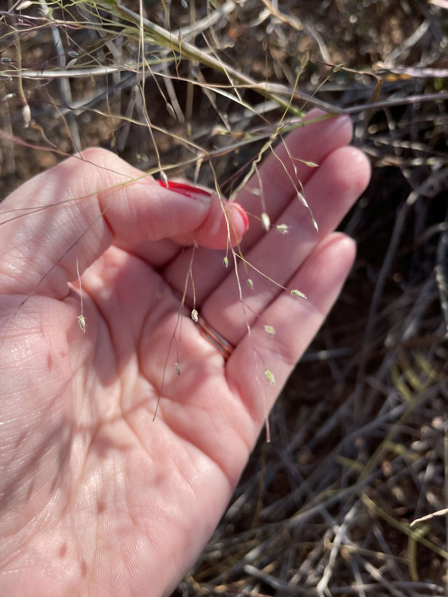 Image of Carolina crabgrass