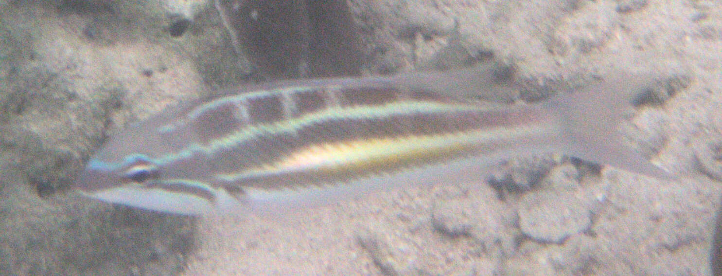 Image of Three-striped whiptail