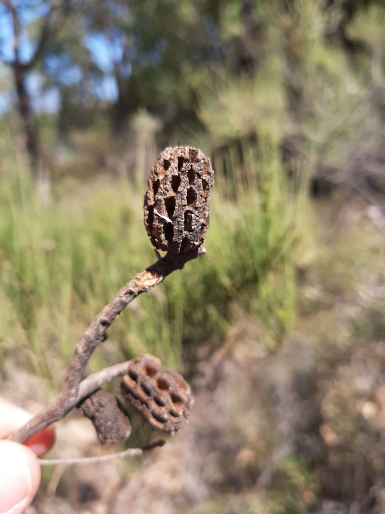 Image of Allocasuarina humilis (Otto & A. Dietr.) L. A. S. Johnson