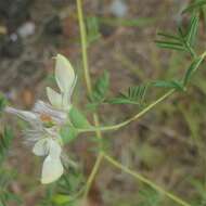 Image of nineanther prairie clover