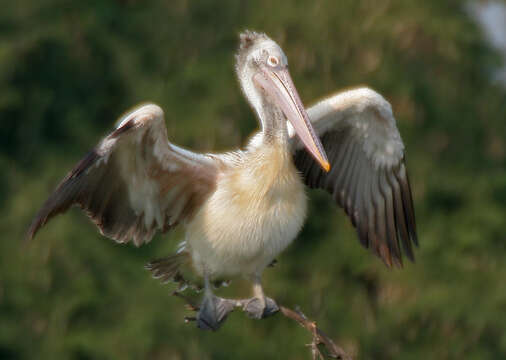 Image of Grey Pelican