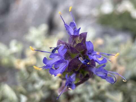 Image of Salvia dorrii var. clokeyi Strachan