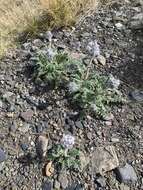 Image of soft phacelia