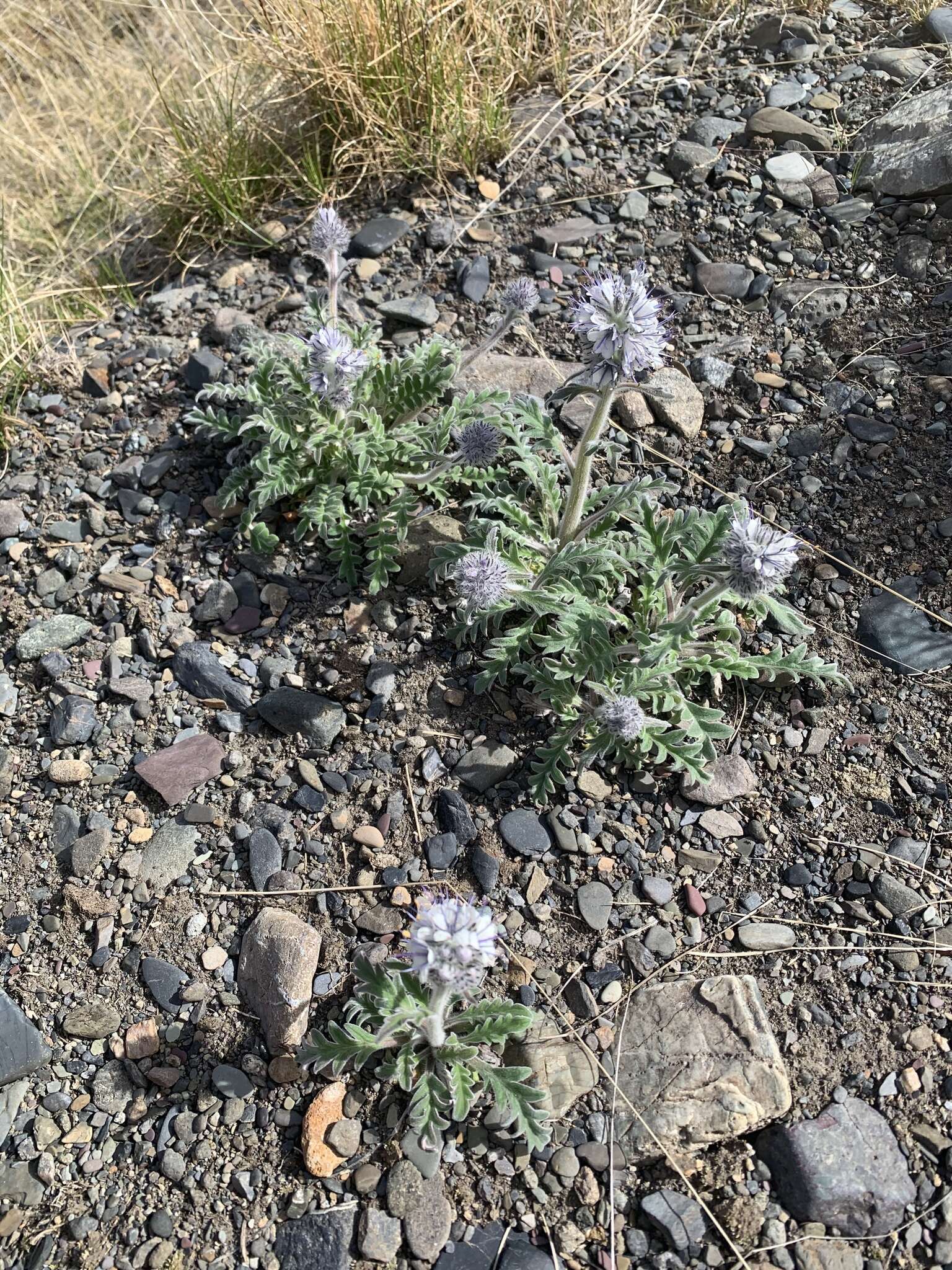 صورة Phacelia mollis Macbr.