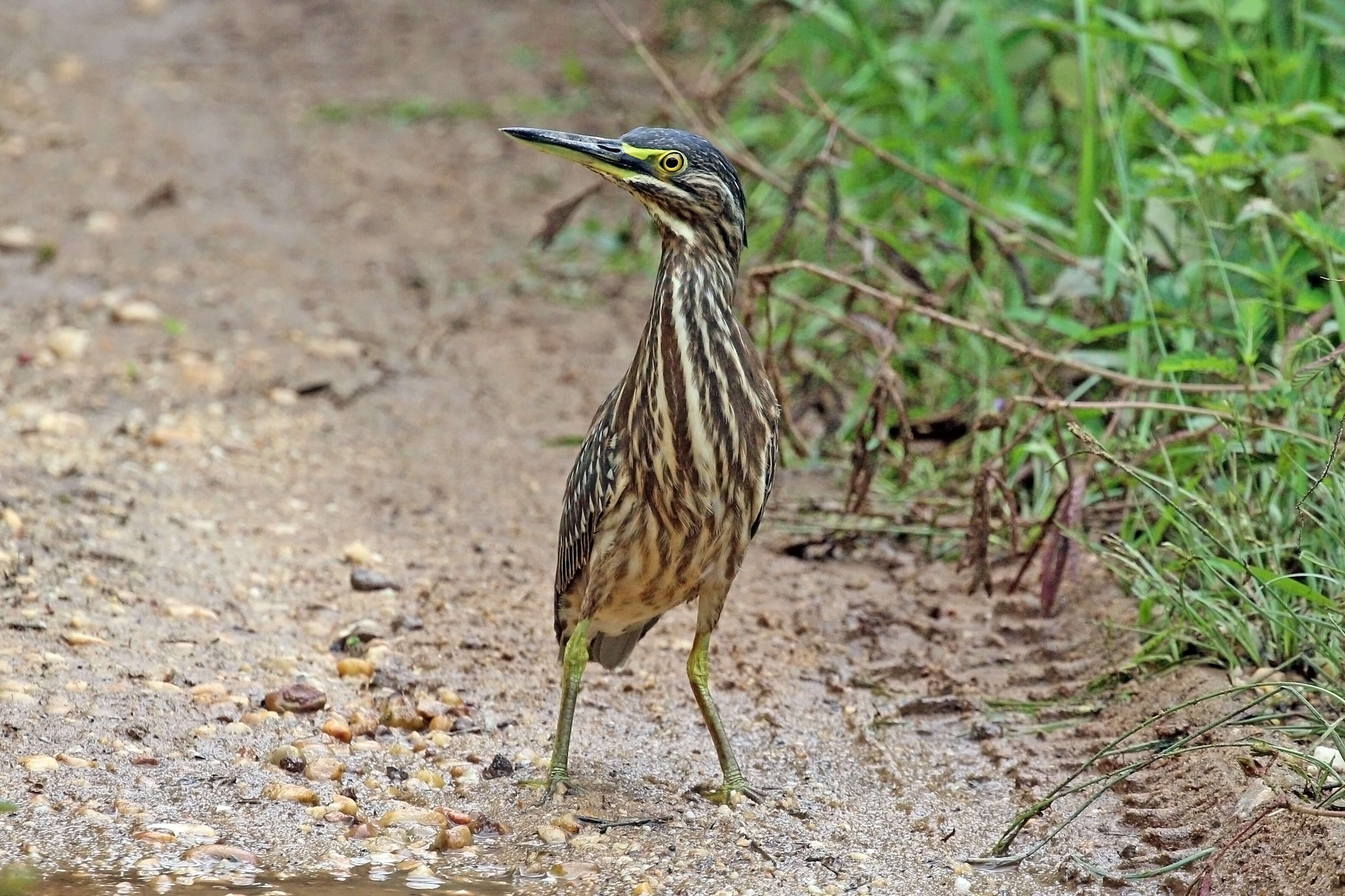 Image of Green-backed Heron