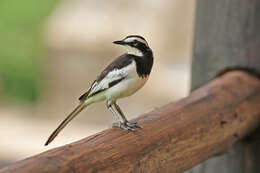 Image of African Pied Wagtail