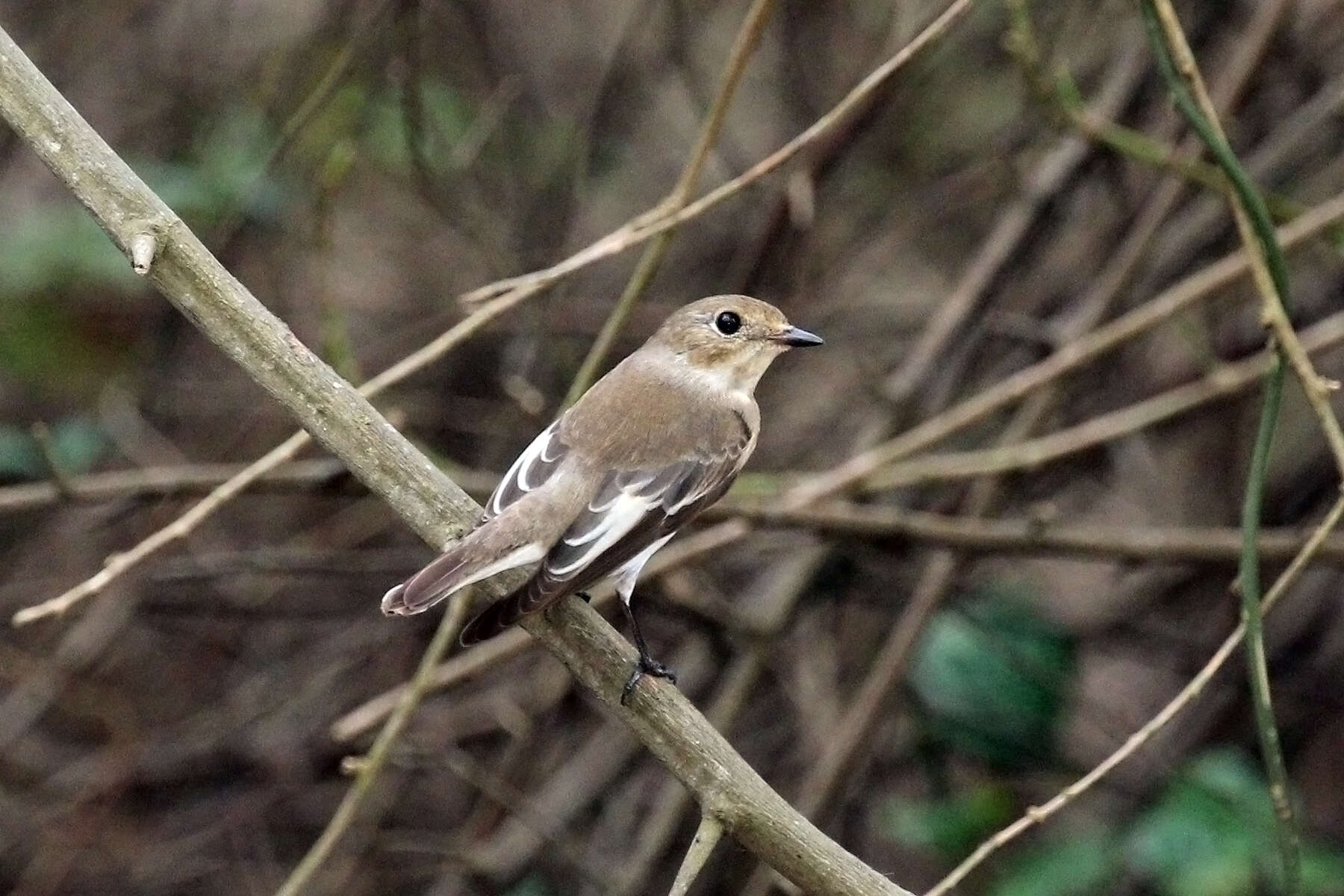 Plancia ëd Ficedula hypoleuca (Pallas 1764)