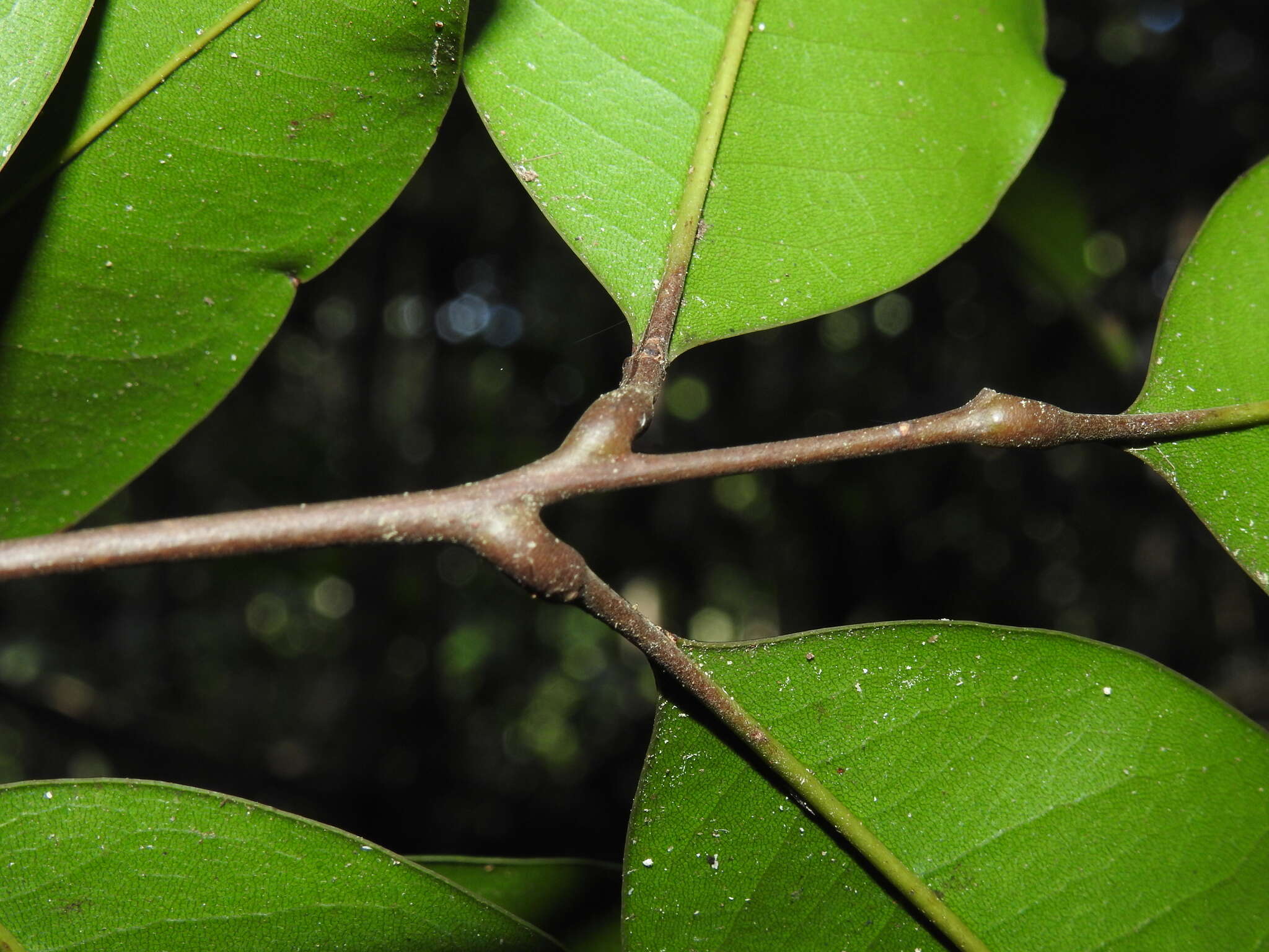 Image of Mischocarpus pyriformis (F. Müll.) Radlk.