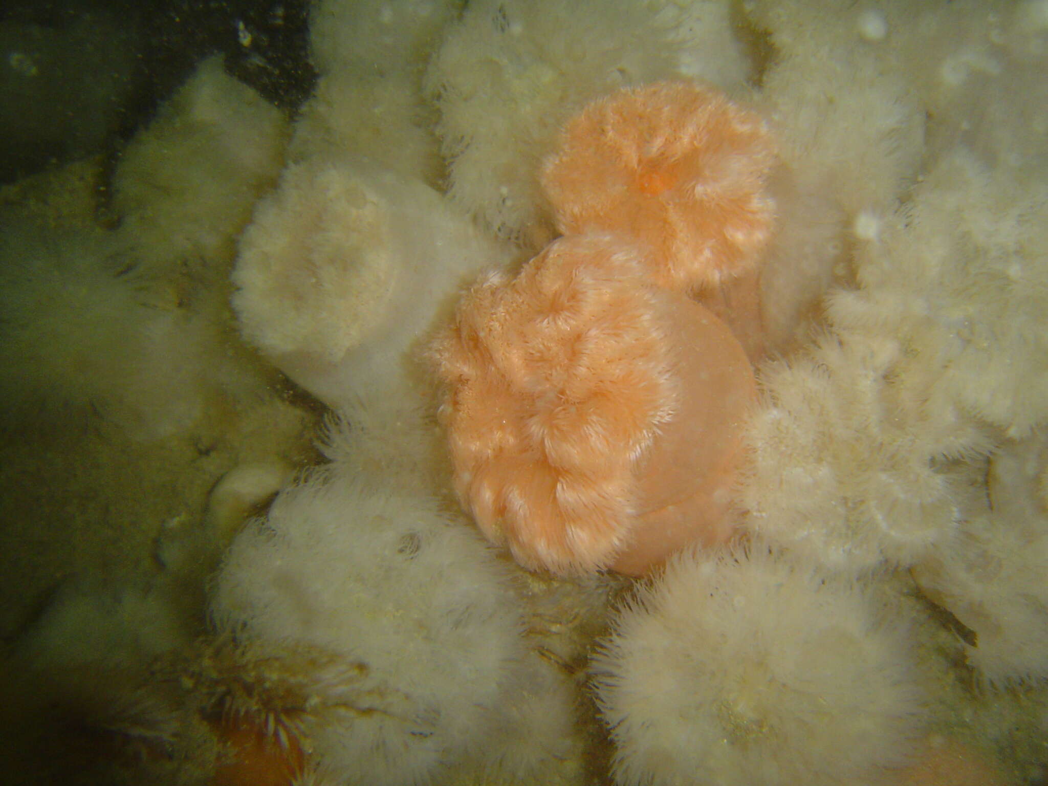 Image of brown sea anemone