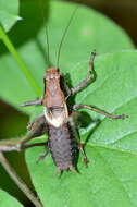 Image of dark bush-cricket