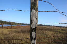 Image of California thelomma lichen