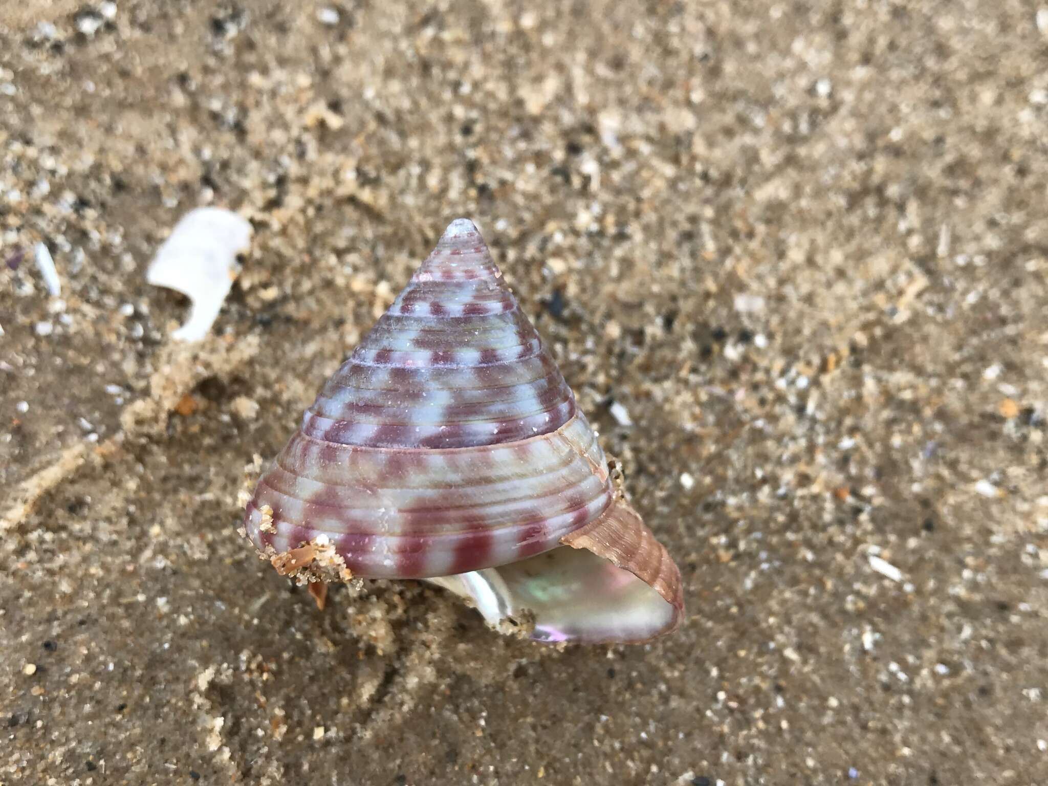 Image of European painted top shell