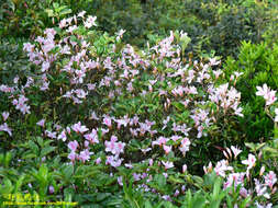 Imagem de Rhododendron mariesii Hemsl. & E. H. Wilson