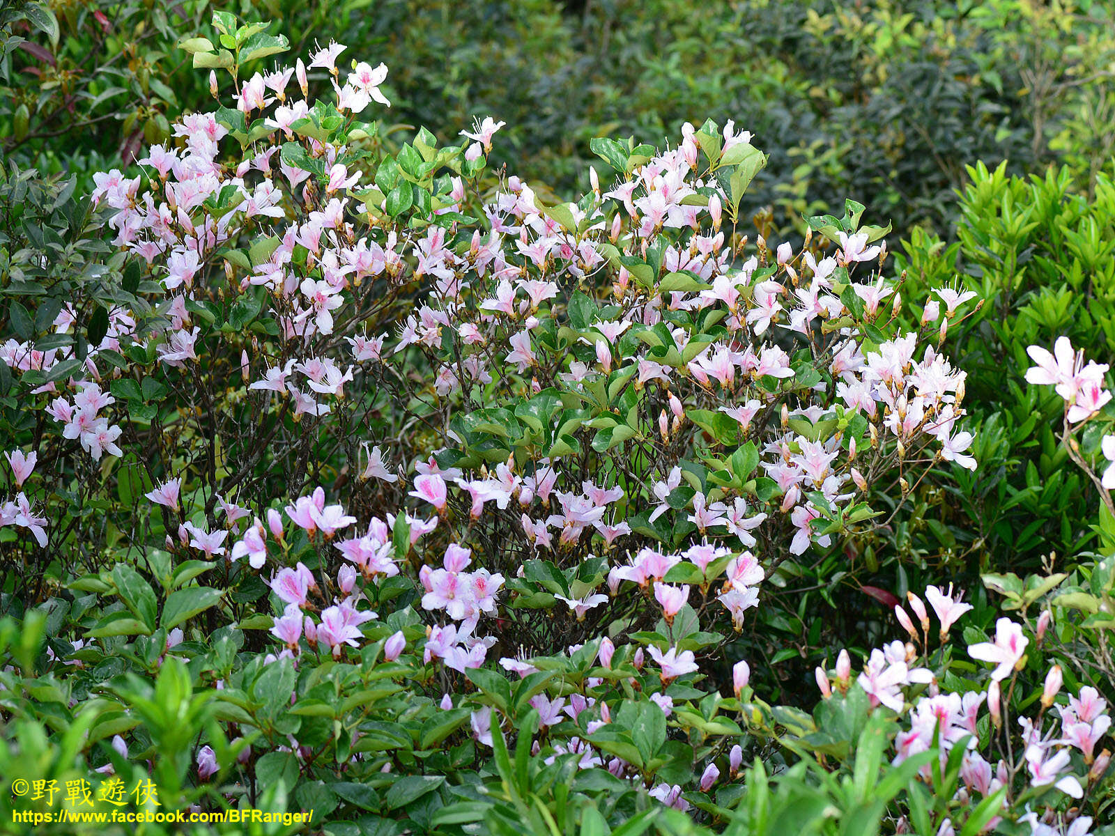 Image of Rhododendron mariesii Hemsl. & E. H. Wilson