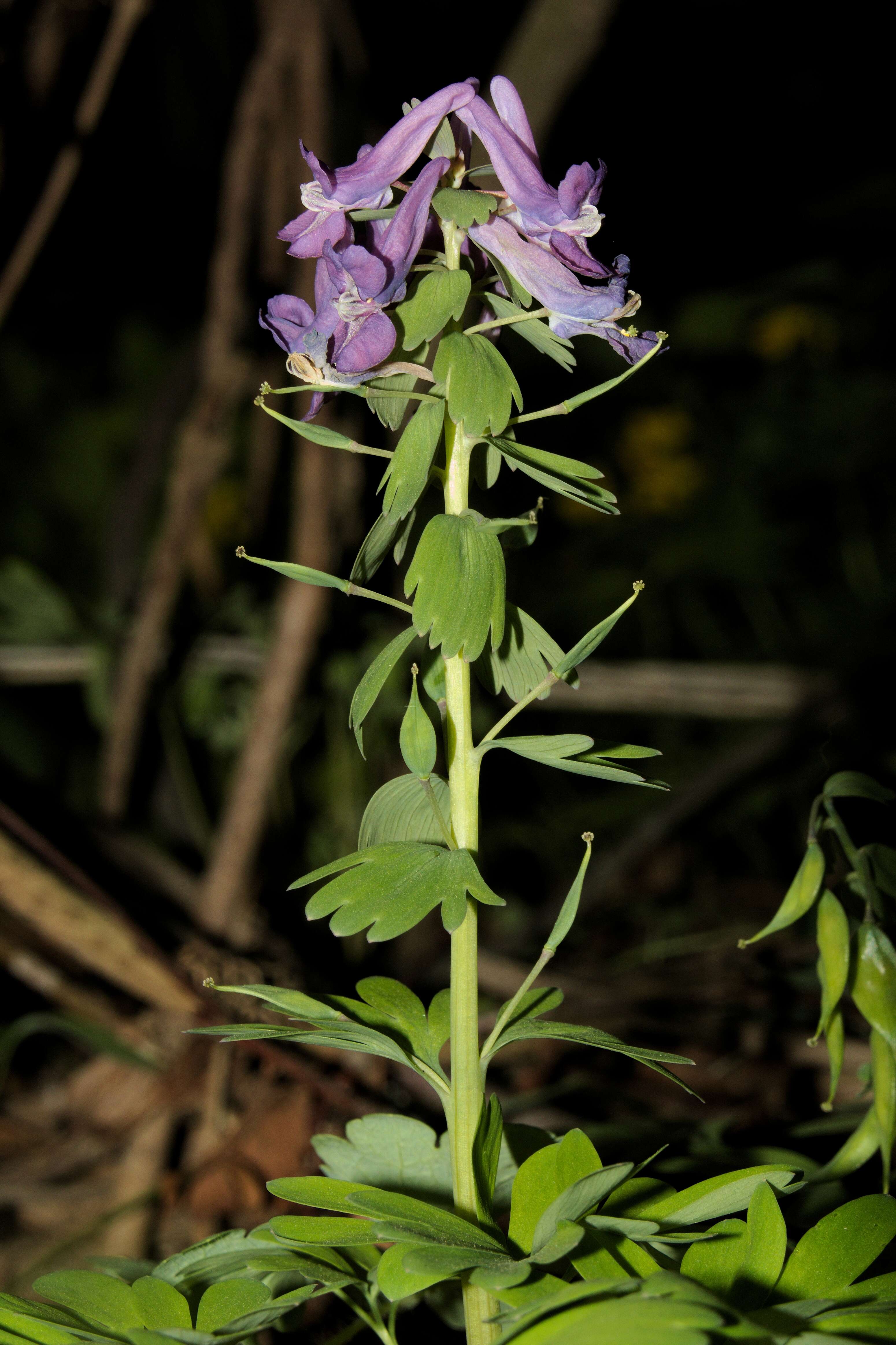 Image of bird-in-a-bush