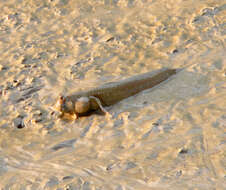 Image of Blue-spotted mud-hopper