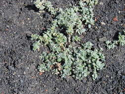 Image of Polycarpaea nivea (Ait.) Webb