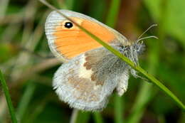 Image of small heath