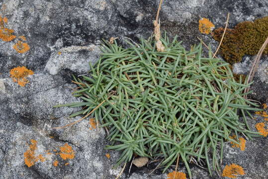 Image of Plantago subulata L.