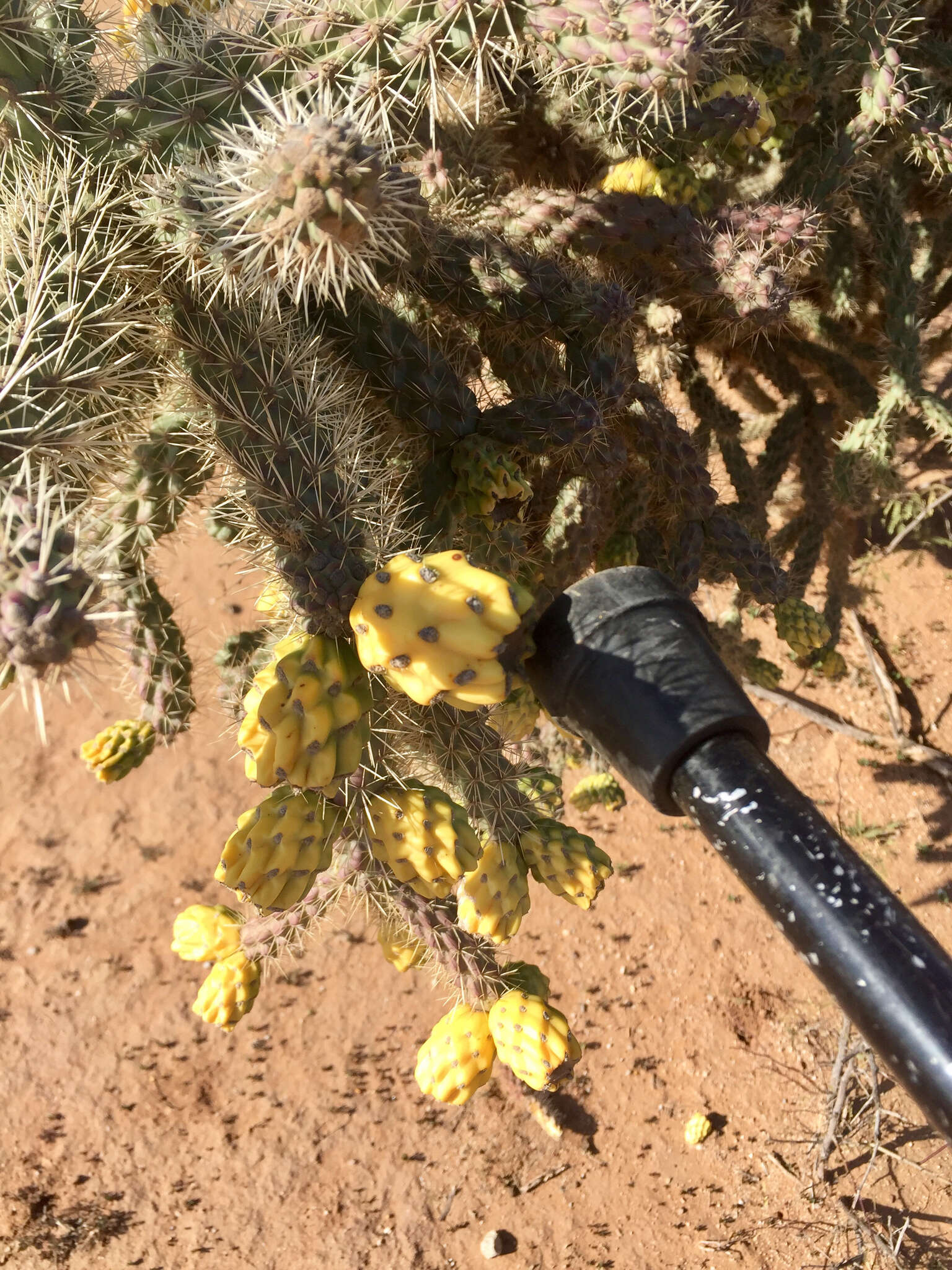 Image of Cylindropuntia imbricata subsp. spinosior