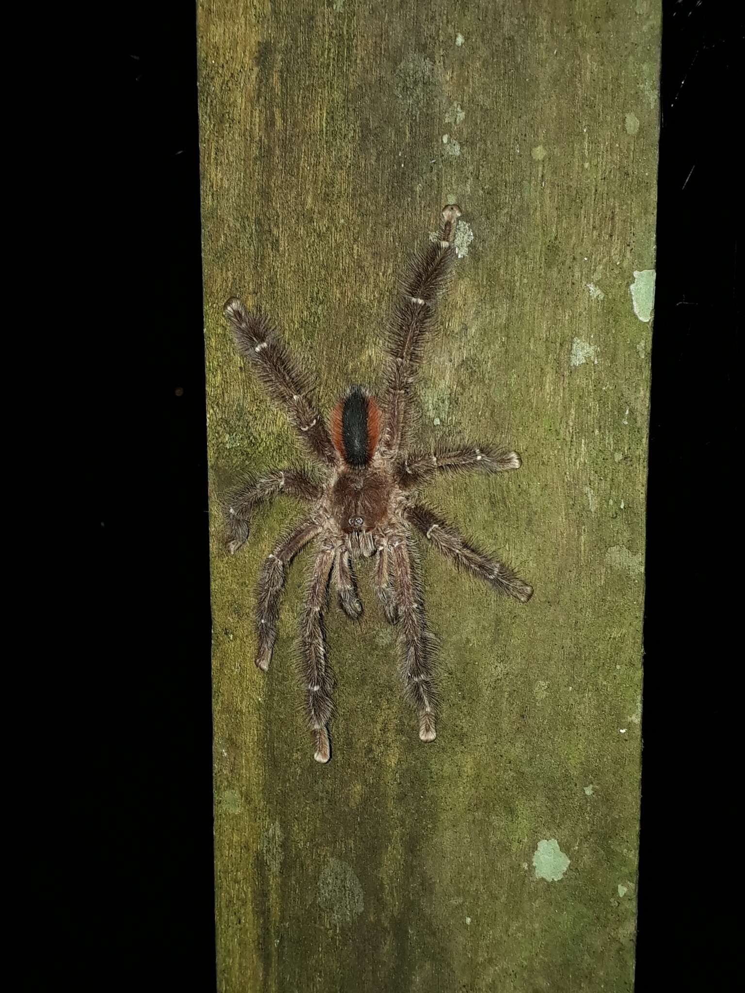 Image of Avicularia hirschii Bullmer, Thierer-Lutz & Schmidt 2006