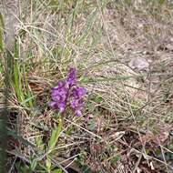 Image of Anacamptis morio subsp. morio