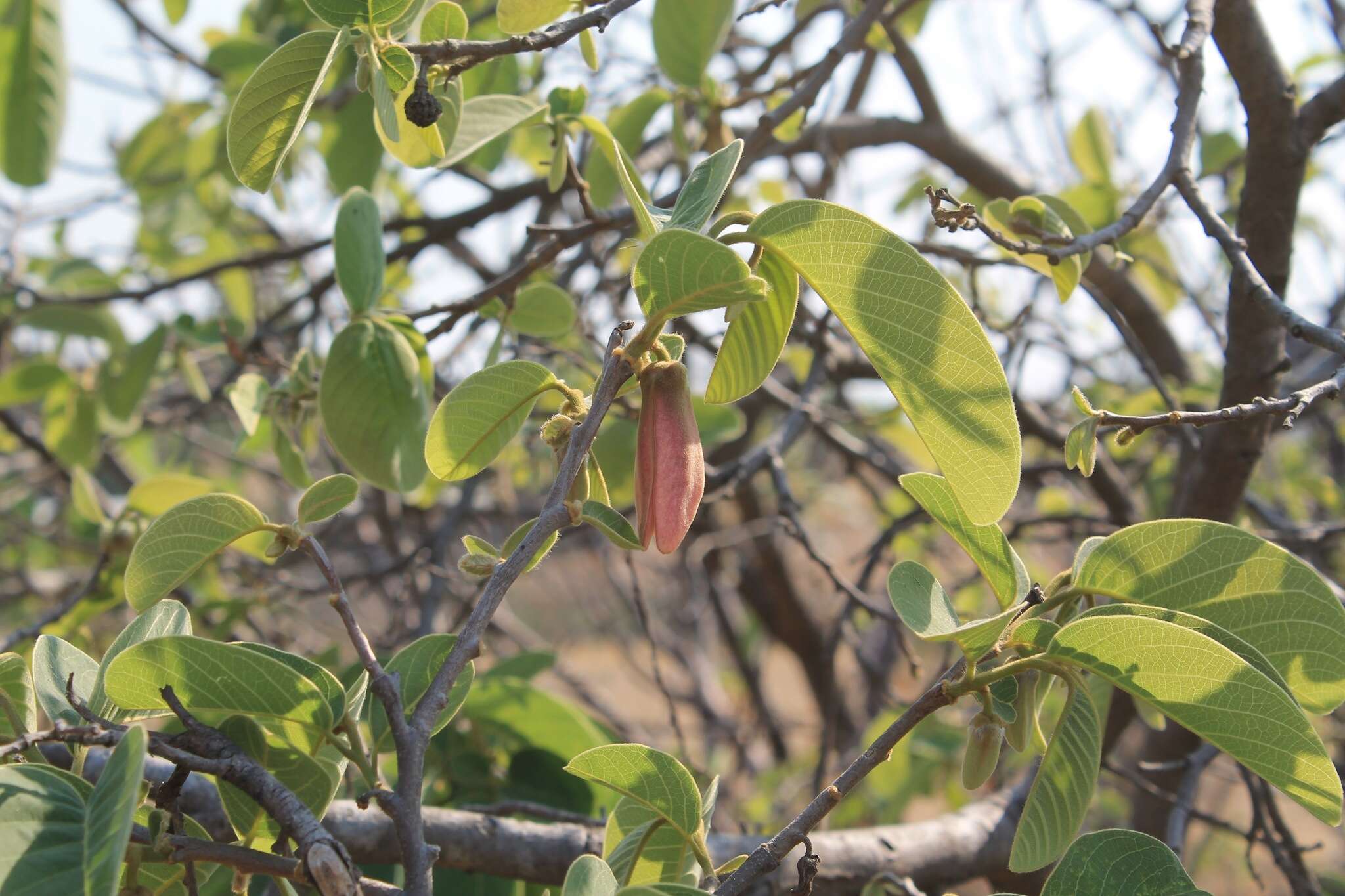 Annona longiflora S. Watson resmi