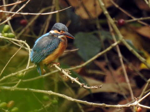 Image of Common Kingfisher