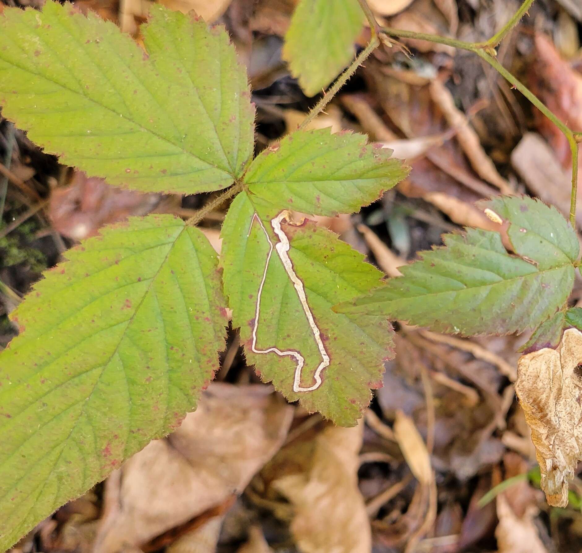 Image of Stigmella villosella (Clemens 1861) Newton et al. 1982