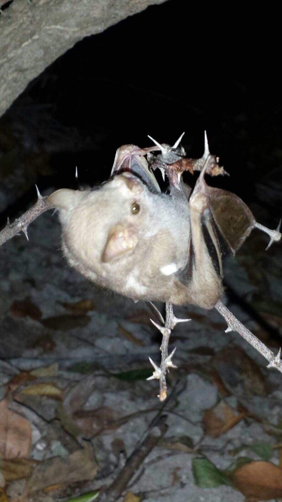 Image of fig-eating bat