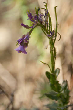 Image of Arabis collina Ten.