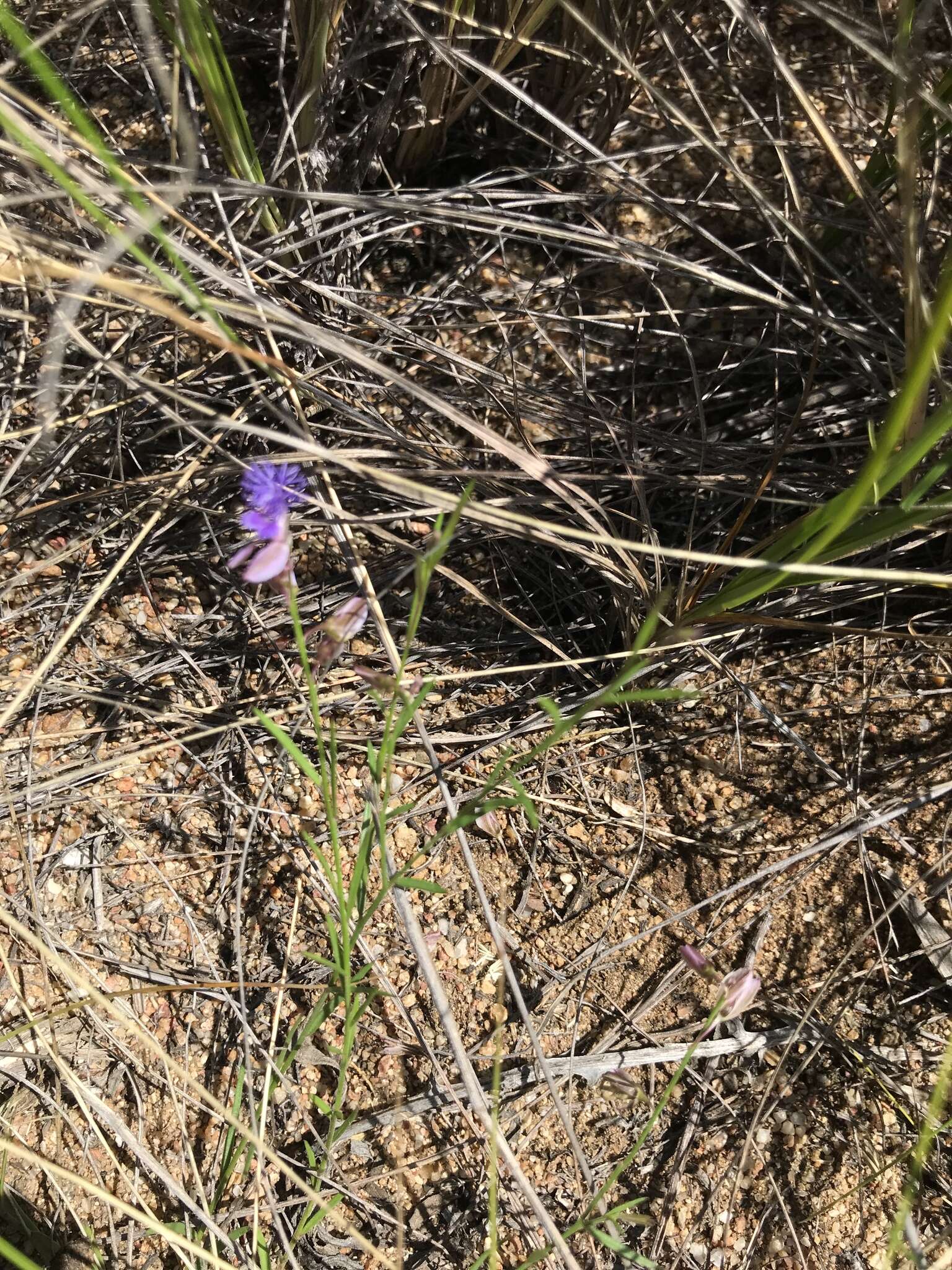 Image of Polygala tenuifolia Willd.