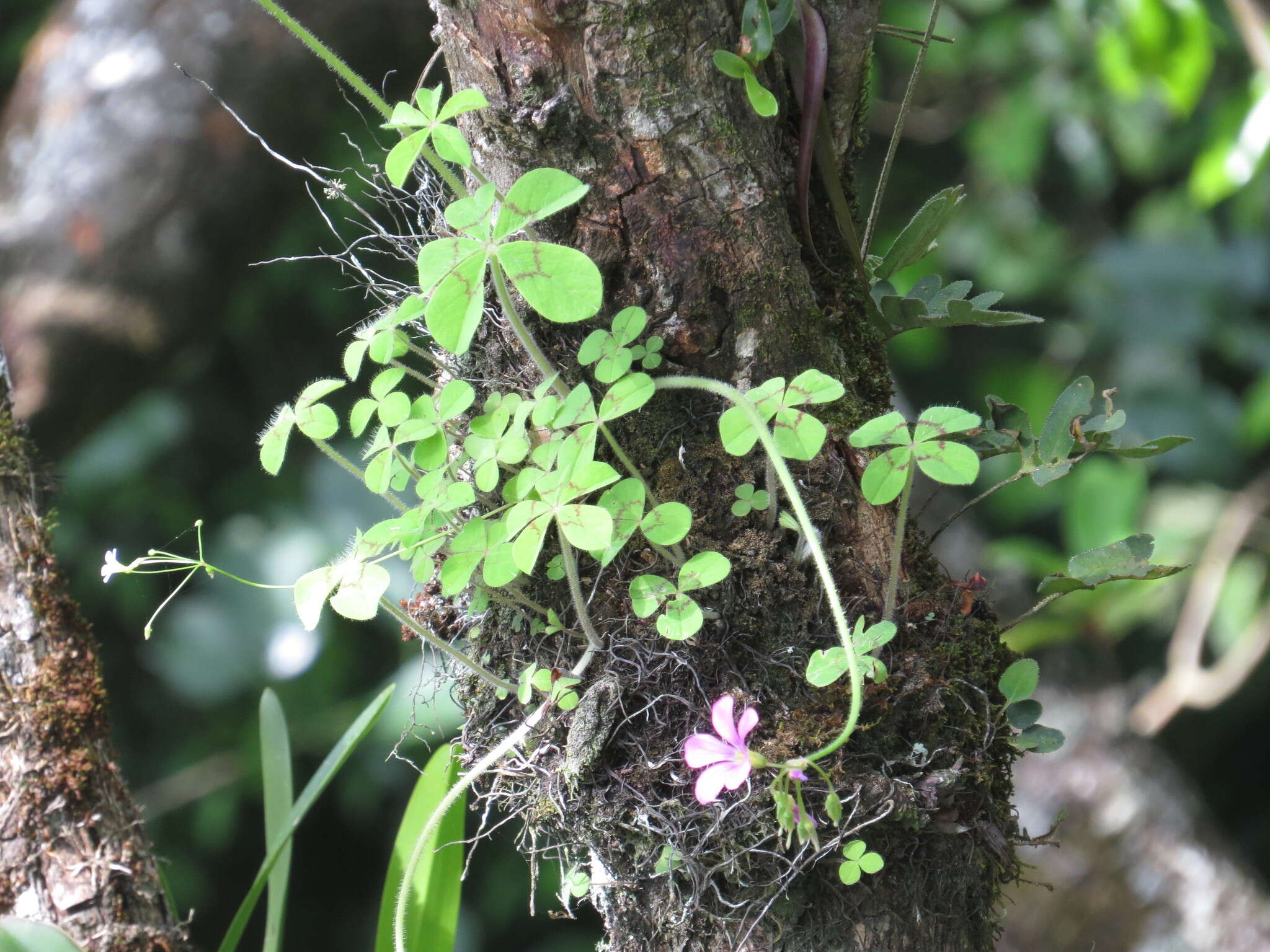 Sivun Oxalis nelsonii (Small) Knuth kuva