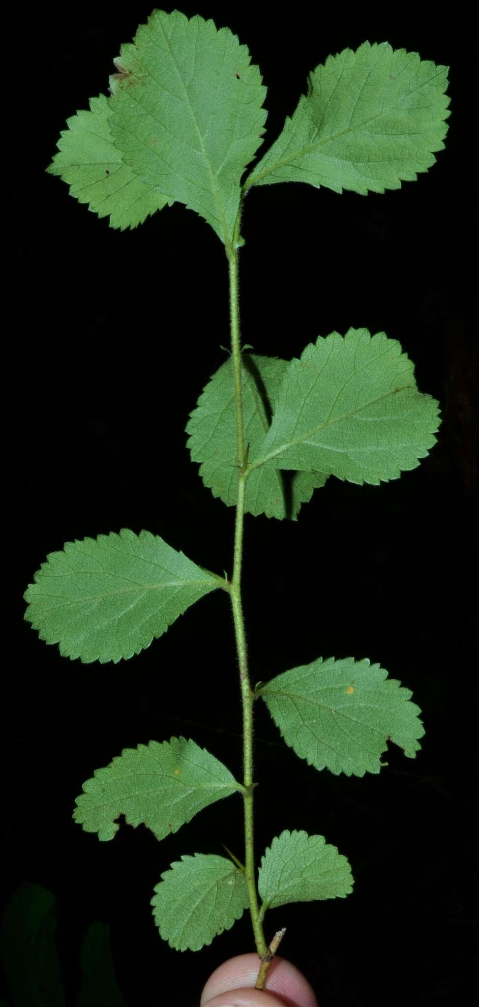 Image of dwarf hawthorn