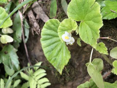 Image of Brazilian Begonia