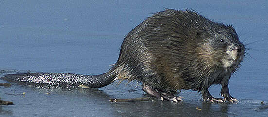 Image of muskrat