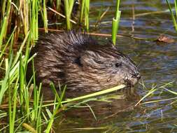 Image of muskrat