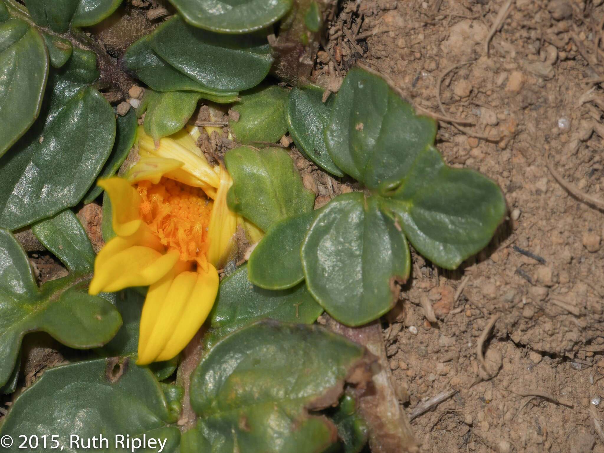 Image of Senecio condimentarius Cabrera