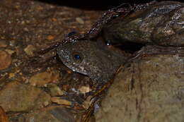 Image of Philippine Flat-headed Frog