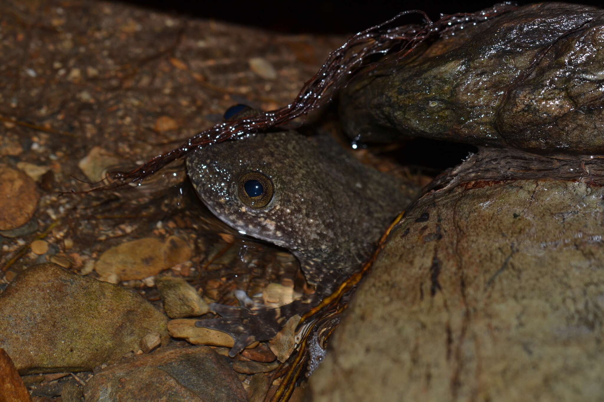 Image de Barbourula busuangensis Taylor & Noble 1924