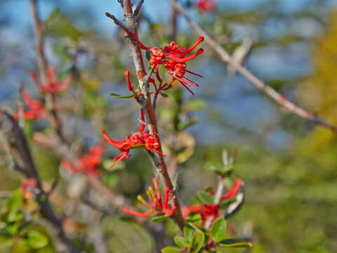 Imagem de Embothrium coccineum J. R. Forster & G. Forster